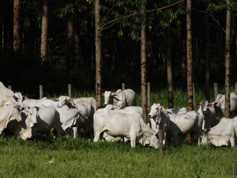 Propriedade de 46 hectares em Brotas viu número de cabeças de gado aumentar após adoção de ILPF.  — Foto: Divulgação/Sítio Nelson Guerreiro