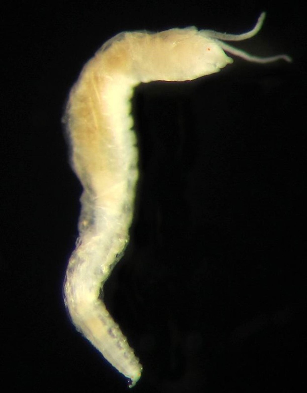 O verme descoberto tem apenas 4 milímetros de comprimento — Foto: R Barnich