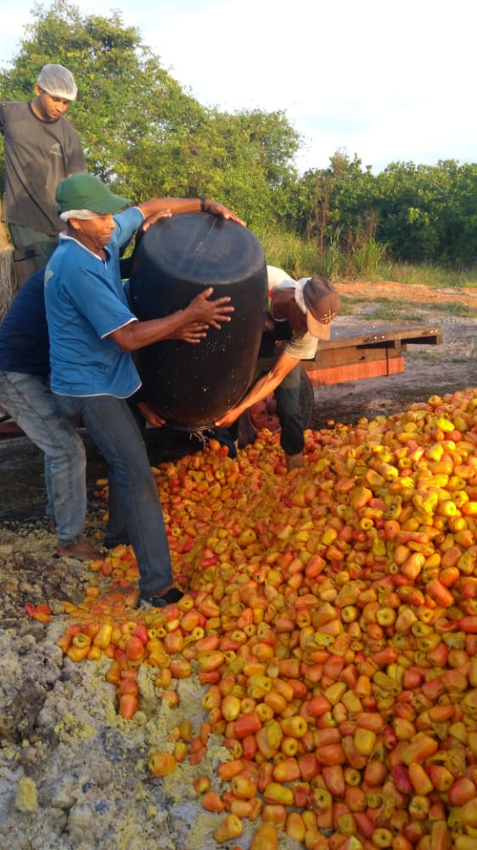 Produtor perde cinco toneladas de caju após falta de energia no litoral do Piauí — Foto: Arquivo Pessoal