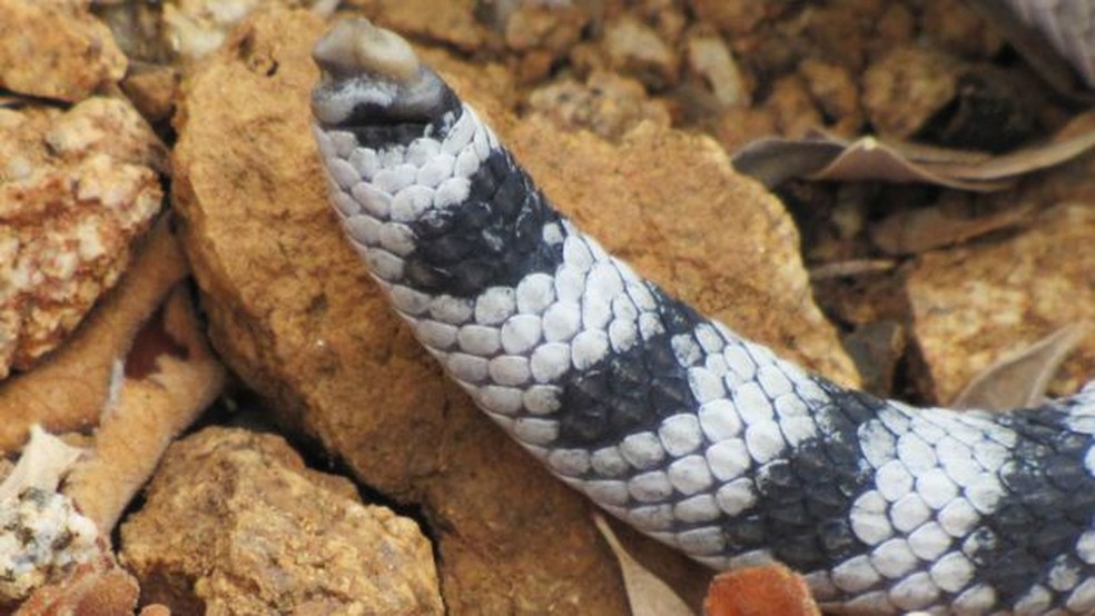 Pesquisador diz que cobras são comuns em ilhas porque há poucos ou nenhum predador — Foto: Gustavo Arnaud/BBC