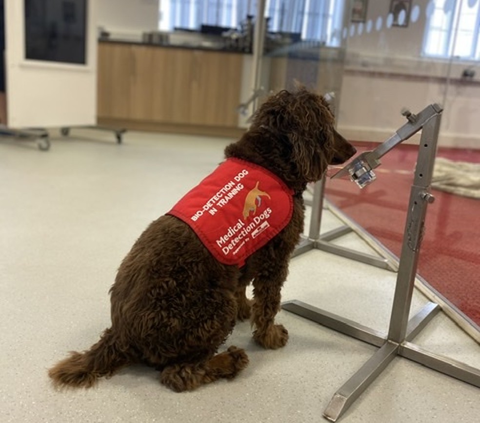 Asher durante treinamento para detectar a presença da Covid-19 — Foto: Twitter Medical Detection Dogs