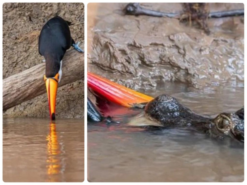 Flagrante impressionante mostra momento em que réptil captura tucano na beira do rio — Foto: Reprodução/ Edir Alves