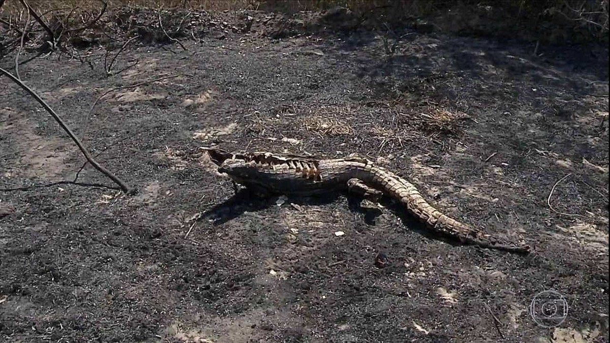 Queimadas no pantanal do MS destroem plantações de ribeirinhos e vegetação nativa thumbnail