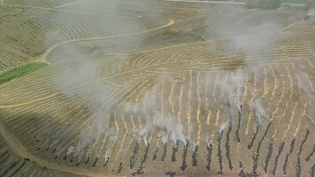 Queima da palha da cana-de-açúcar facilita corte e colheita, mas causa danos à saúde e meio ambiente — Foto: Reprodução/TV Globo
