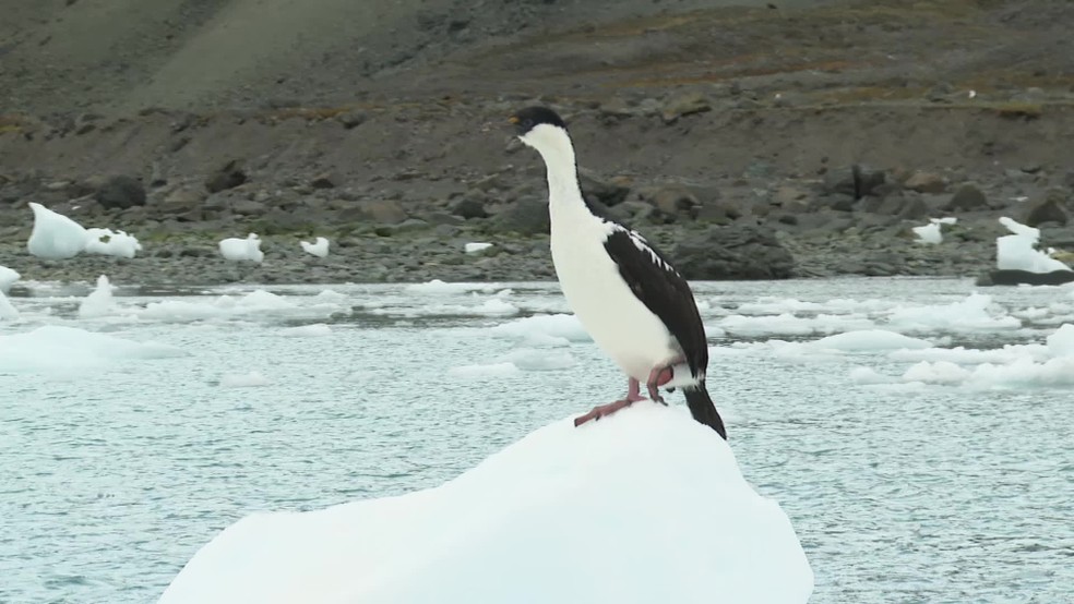 Pássaro avistado na Ilha Rei George, na Antártica, onde foi inaugurada a estação brasileira de pesquisas no continente gelado — Foto: Reprodução/TV Globo