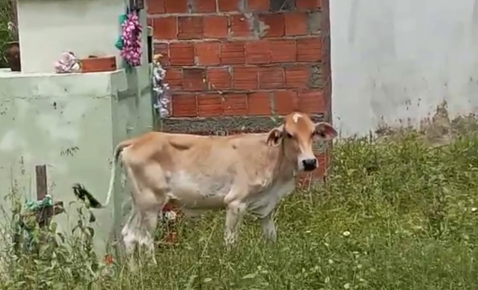 Morador filmou bois e vacas em cemitério público de Uruoca, no interior do Ceará. — Foto: Reprodução