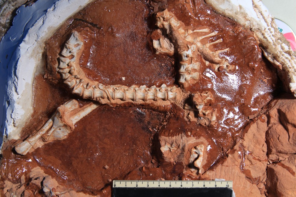 Fósseis foram encontrados no sítio arqueológico Buriol, junto com os ossos do buriolestes, um dos dinossauros mais antigos  — Foto: Divulgação