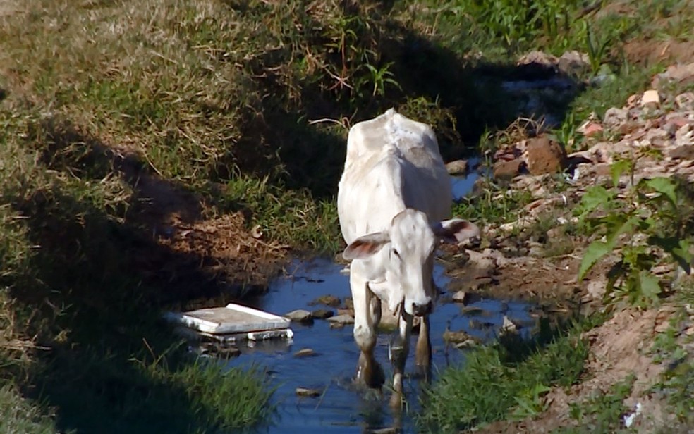 Vaca dentro de córrego que passa no Jardim Satélite I (Foto: Reprodução/EPTV)