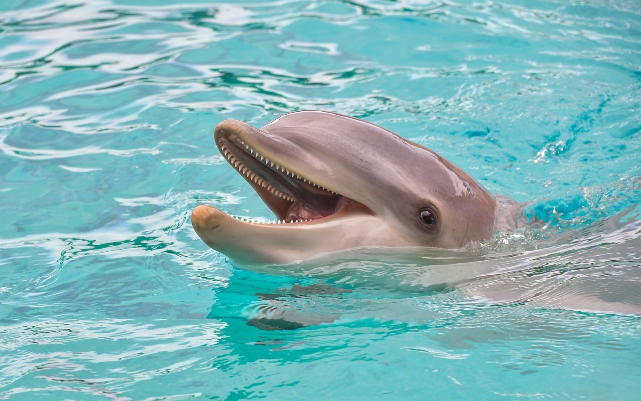 O parque aquático SeaWorld afirma que está encerrando a prática de treinadores montando golfinhos nos espetáculos (Foto: Pixabay)