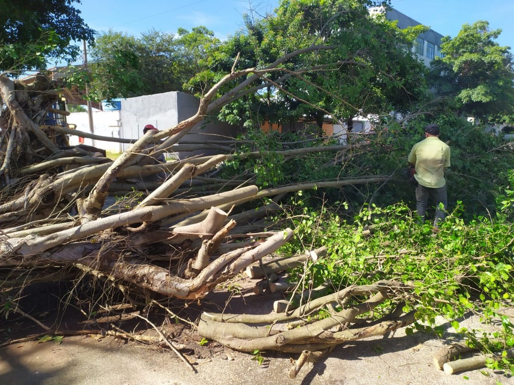 Árvores foram arrancadas com a força do vento em Jaciara — Foto: Divulgação