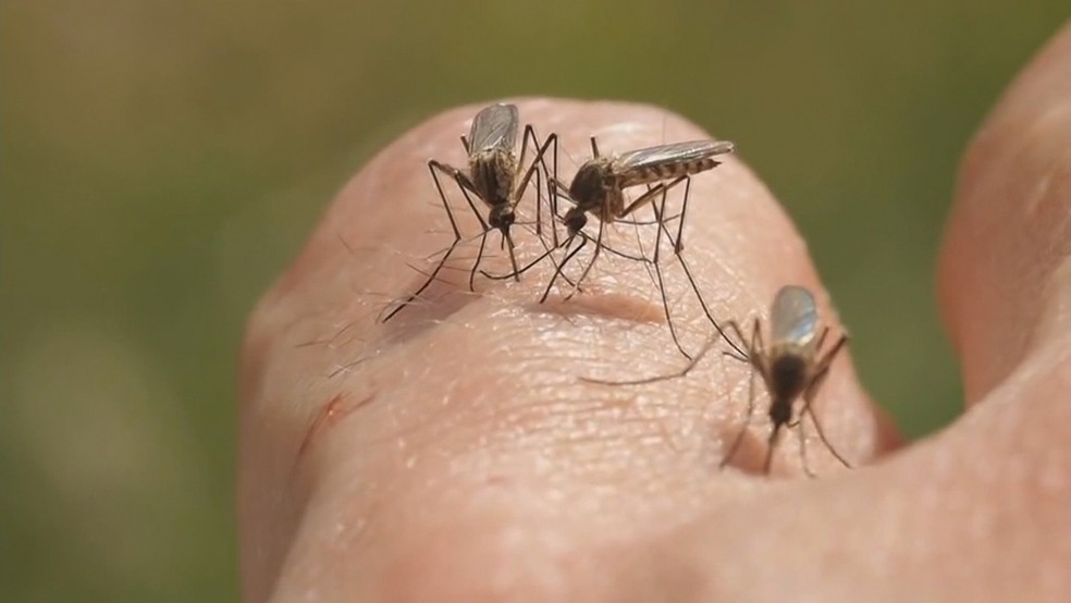 Mosquito transmissor da malária (Foto: Reprodução/Rede Amazônica)