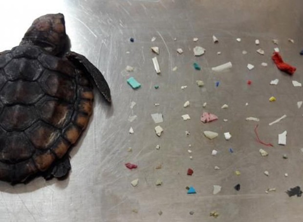 104 pedaços de plástico foram encontrados no organismo do filhote de tartaruga (Foto: France Info/ Reprodução)
