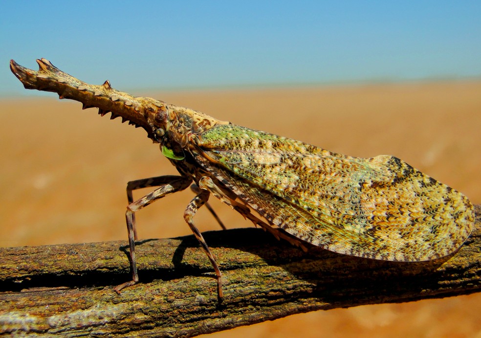 Cathedra serrata é uma espécie de insetos Hemiptera da família Fulgoridae e subfamília dos Fulgorinae . — Foto: Fabiana Montalvao