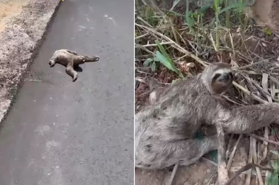 Bicho-preguiça na rodovia: atropelamento vitima milhares de animais silvestres todos os anos.