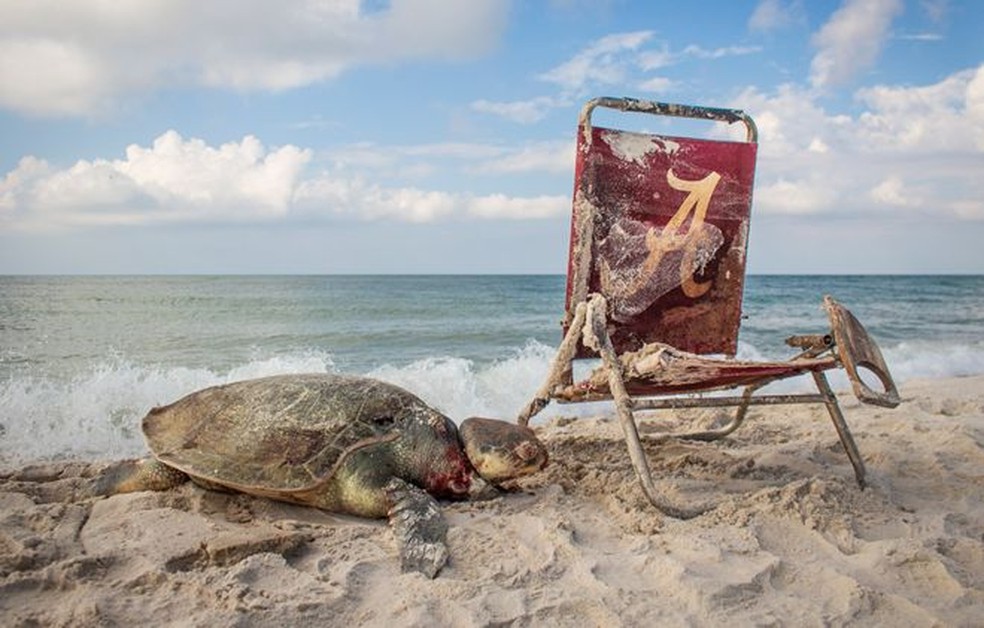 Poluição no mar que atinge tartaruga no Alabama, EUA, é retratada por fotojornalista.  — Foto: Matthew Ware/WPY2019