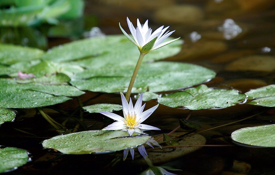 Plantas Aquaticas Casa E Jardim Plantas Aquaticas Possui outros nomes populares, como erva de santa. plantas aquaticas casa e jardim
