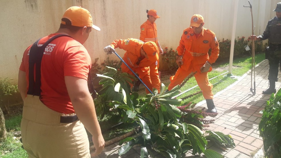 Corpo de Bombeiros trabalhando no resgate de cobra em condomínio de Aracaju (SE). — Foto: CBMSE