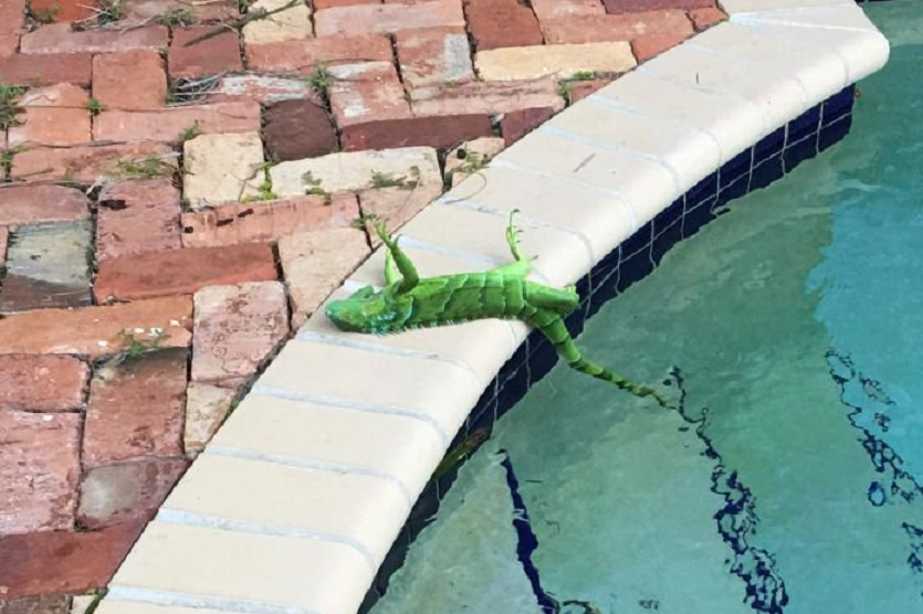 Usuários do Twitter publicaram uma série de imagens de iguanas que caíram das árvores (Foto: Reprodução/Twitter)