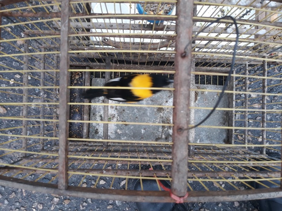 Pássaro silvestre apreendido em feira de Fortaleza — Foto: Divulgação