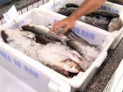 Preço do quilo de peixe varia até 130% em João Pessoa, aponta Procon-PB
