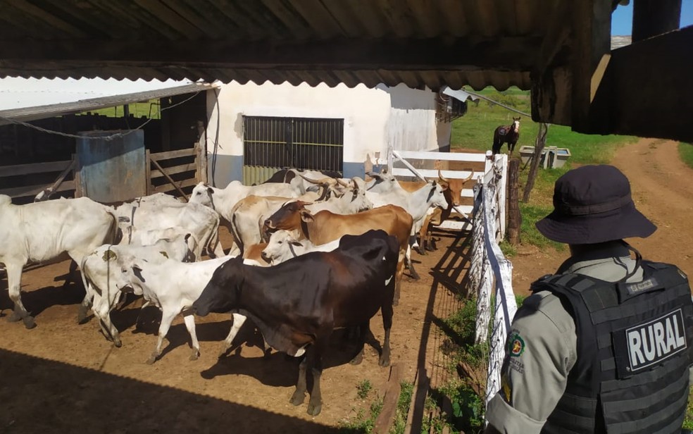 PM recupera gado em Mineiros, Goiás — Foto: Reprodução/TV Anhanguera