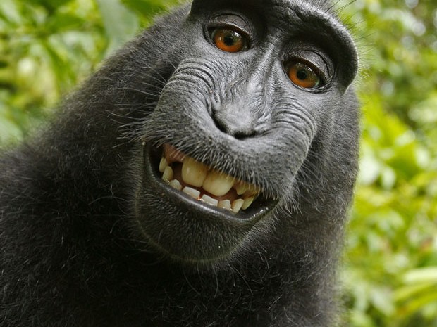 Macaco da ilha de Sulawesi roubou a câmera e fez seu próprio retrato (Foto:  Macaco selvagem/David Slater/Caters News)