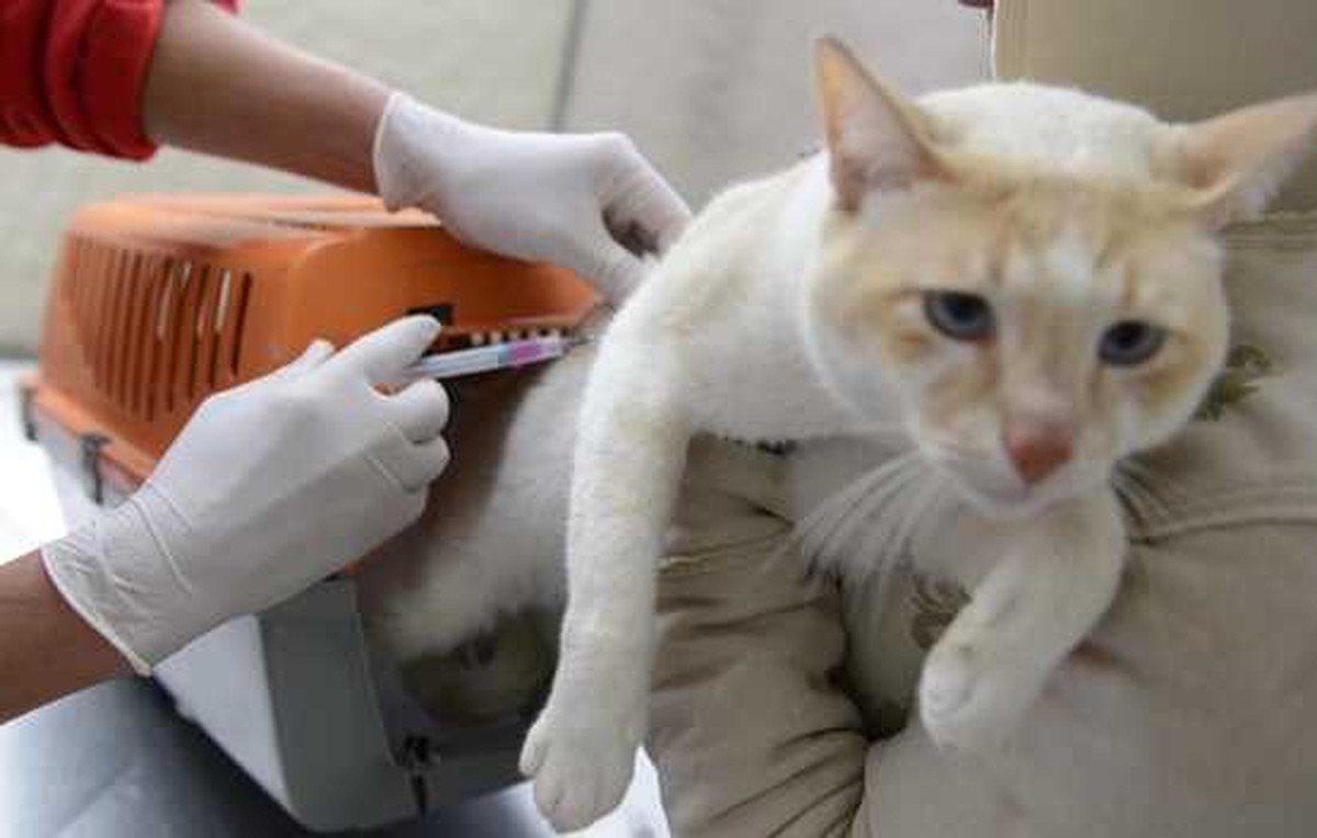 Cães e gatos começam a ser vacinados contra a raiva em Montes Claros