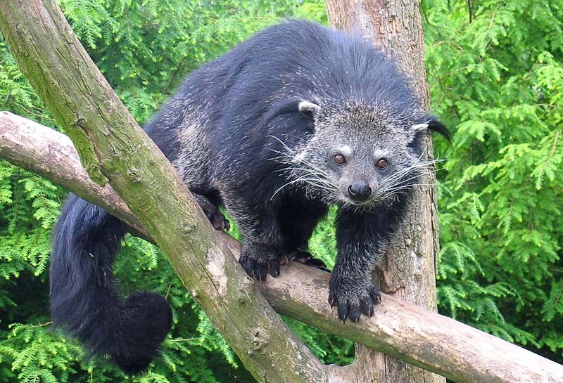 Binturongs ou ursos-gatos-asiáticos são endêmicos da Tailândia (Foto: TassiloRau/ Wikimedia Commons/ CreativeCommons)