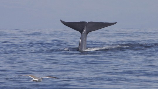 Baleia-azul: 17 curiosidades sobre as gigantes dos oceanos
