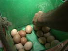 Criação de galinha caipira garante renda extra a pequenos agricultores