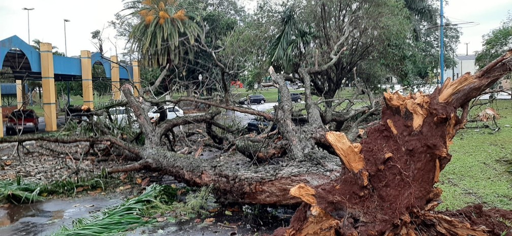 Árvores foram arrancadas pela raíz em Bandeirantes — Foto: Adenilson Fernandes/Rádio Yara