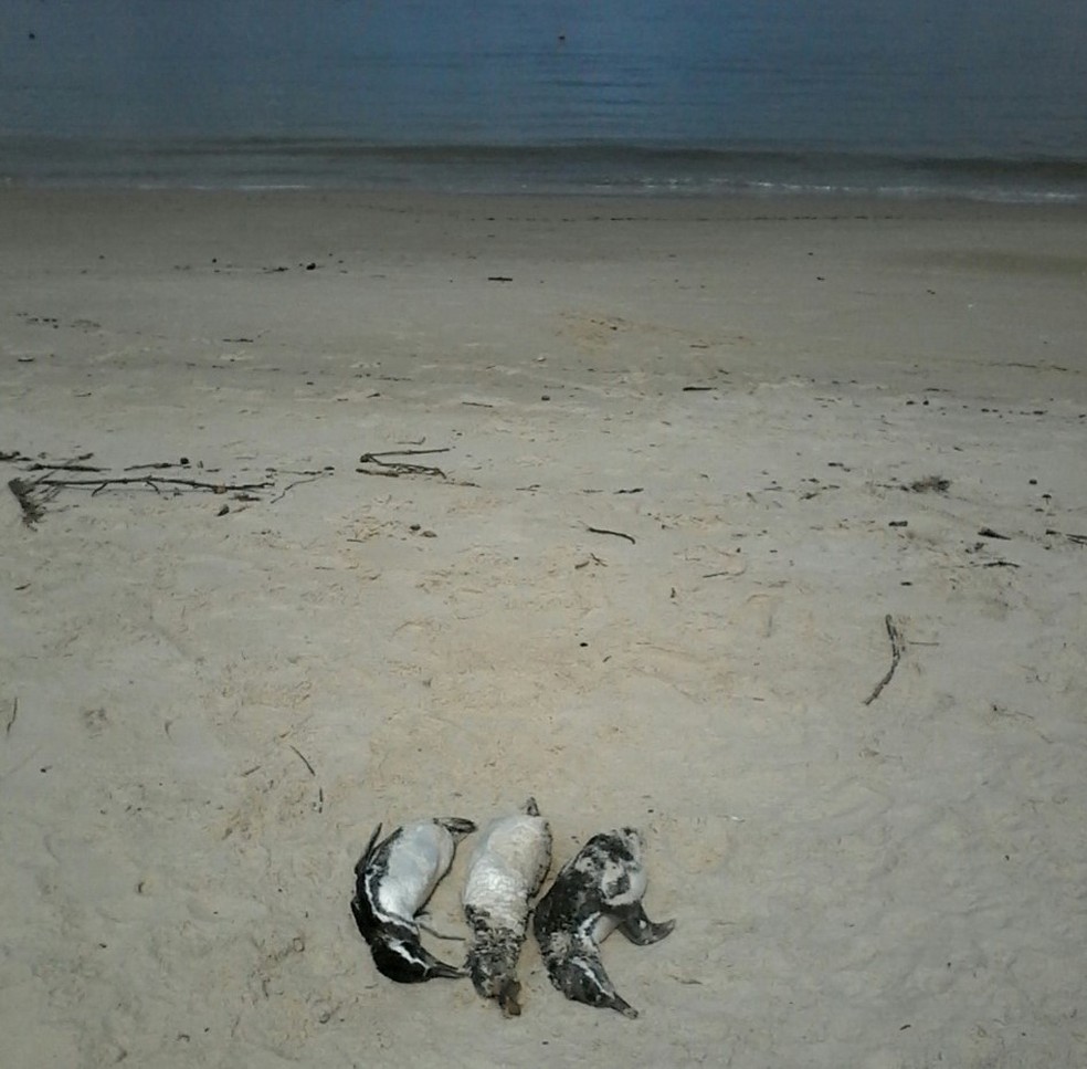 Penguins were found on the sands of Bombinhas beach - Photo: PMP-BS / Divulgação