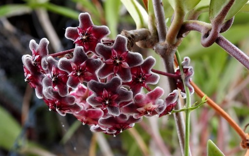 Flor-morcego: a planta mais desejada por colecionadores de todo o mundo -  Casa e Jardim | Plantas