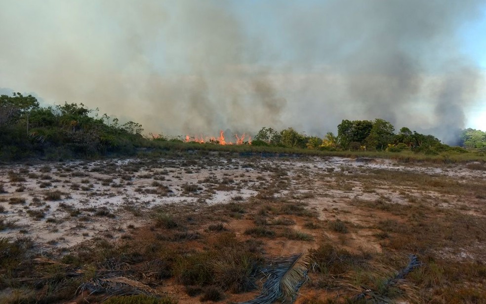 Incêndio atingiu área de preservação ambiental e de plantação em Maraú, sul da Bahia (Foto: Divulgação/ Secretaria de Meio Ambiente de Maraú)