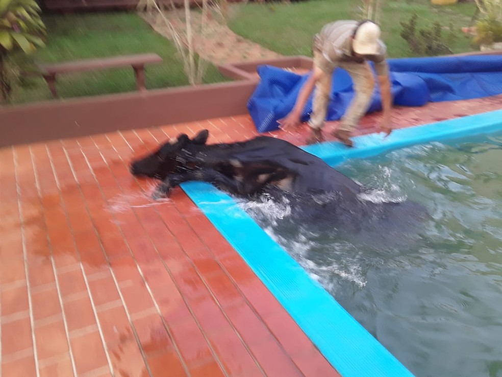 Boi conseguiu sair sozinho da piscina na chácara em Salto Grande  — Foto: Ana Gozzo / Arquivo pessoal 