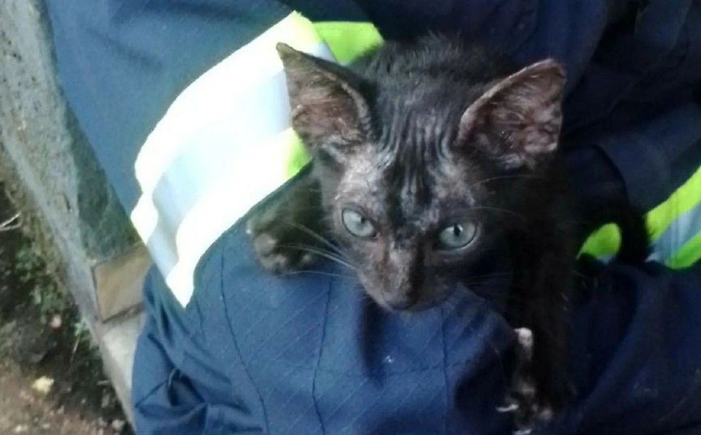 Grupo auxiliou no atendimento de pelo menos 200 animais no Acre — Foto: Divulgação