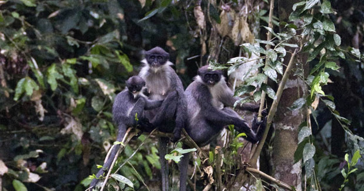 Cientistas 'redescobrem' espécie de macaco no Sudeste Asiático