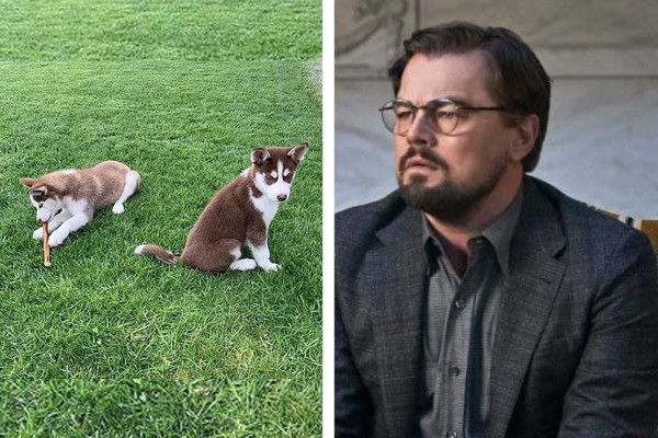 Leonardo DiCaprio e seus cachorros Jack e Jill (Foto: Reprodução / Instagram; divulgação)