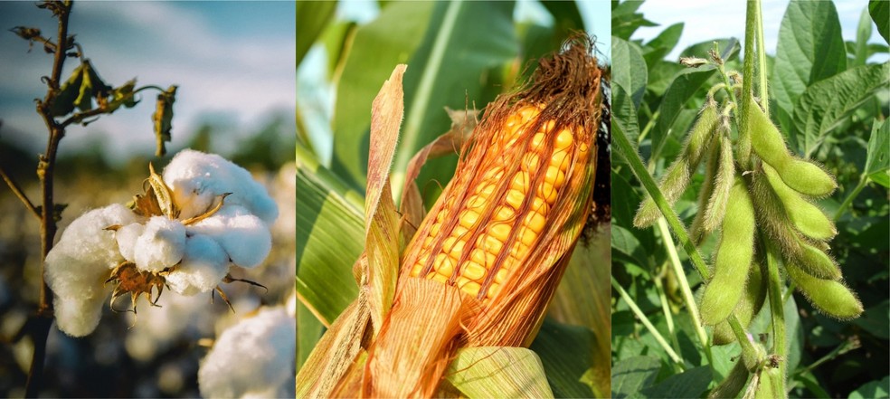 Cidade no oeste da Bahia lidera ranking de produção agrícola do Brasil |  Bahia | G1