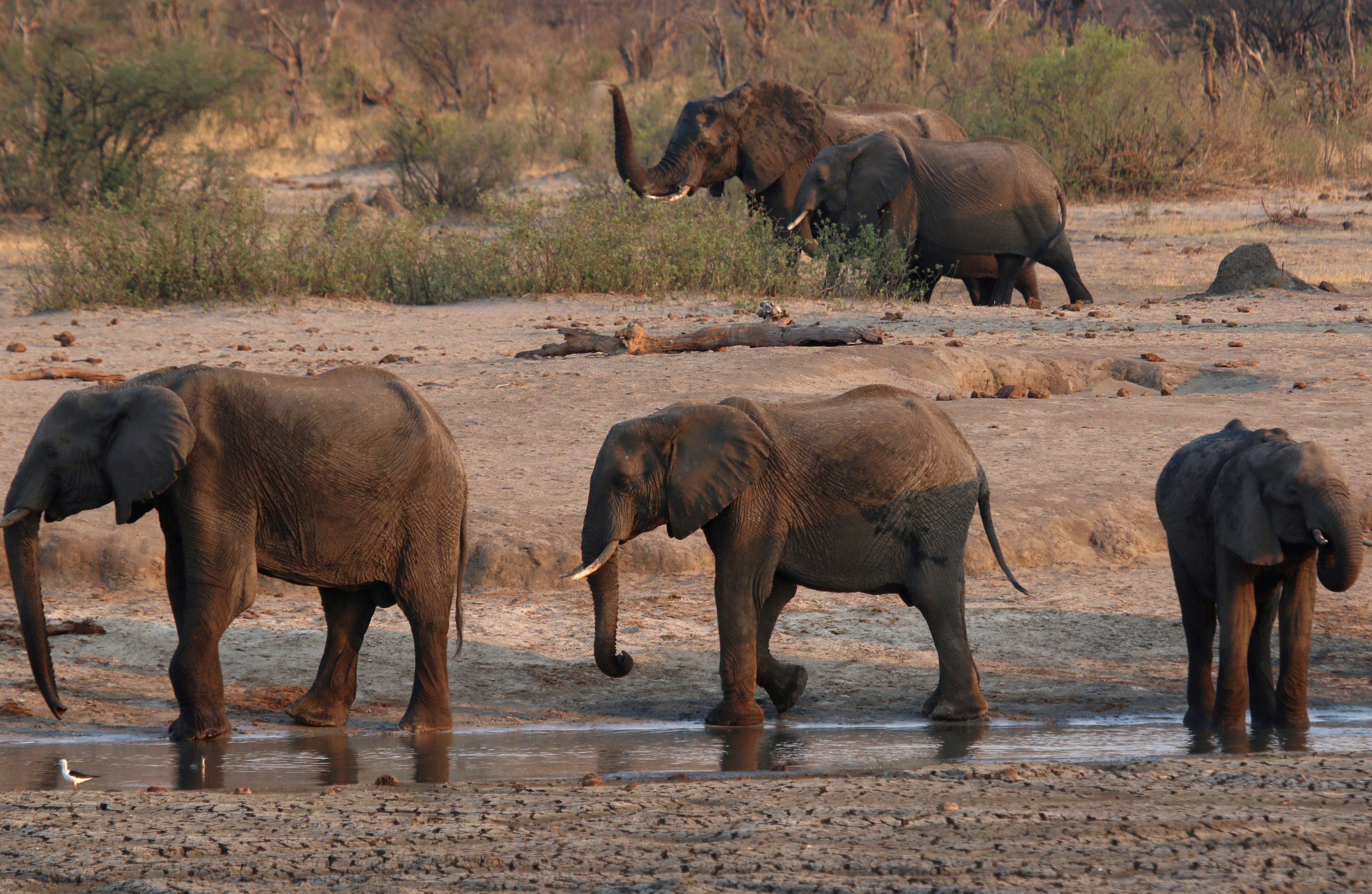 No Zimbábue, 11 elefantes morrem perto de reserva florestal thumbnail