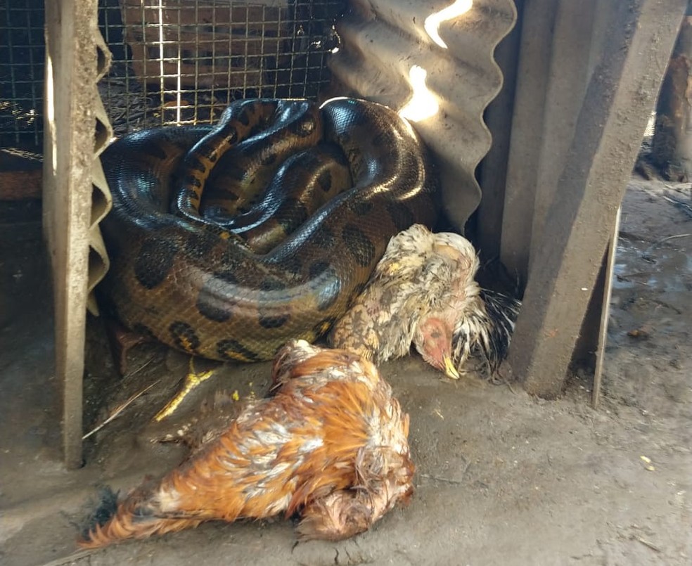Sucuri Invade Galinheiro Mata Aves E Assusta Moradores Em Iacanga