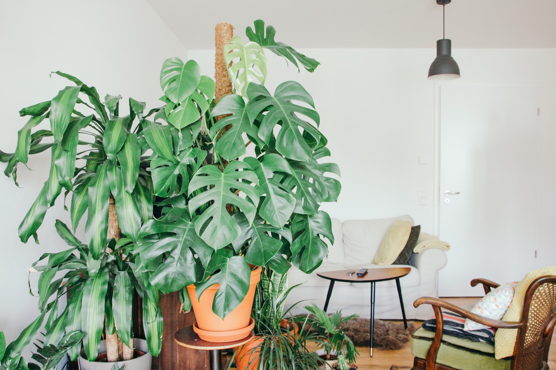 As plantas são ótimas para energizar a casa e trazer bem-estar e boas vibrações, segundo o Feng Shui (Foto: Unsplash / Brina Blum / CreativeCommons)