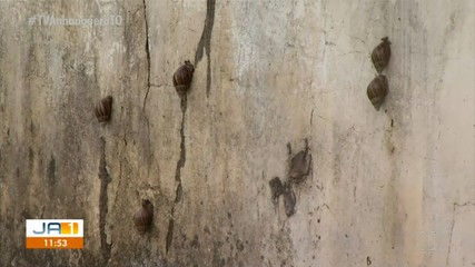 Biólogo explica como deve ser o manuseio e descarte de caramujos