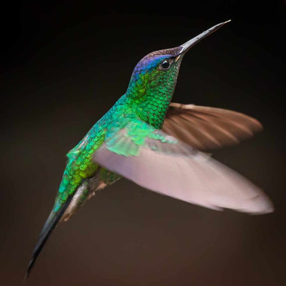 Os beija-flores também fazem parte do acervo do amante da natureza. — Foto: Guilherme Andrighetto/Arquivo Pessoal