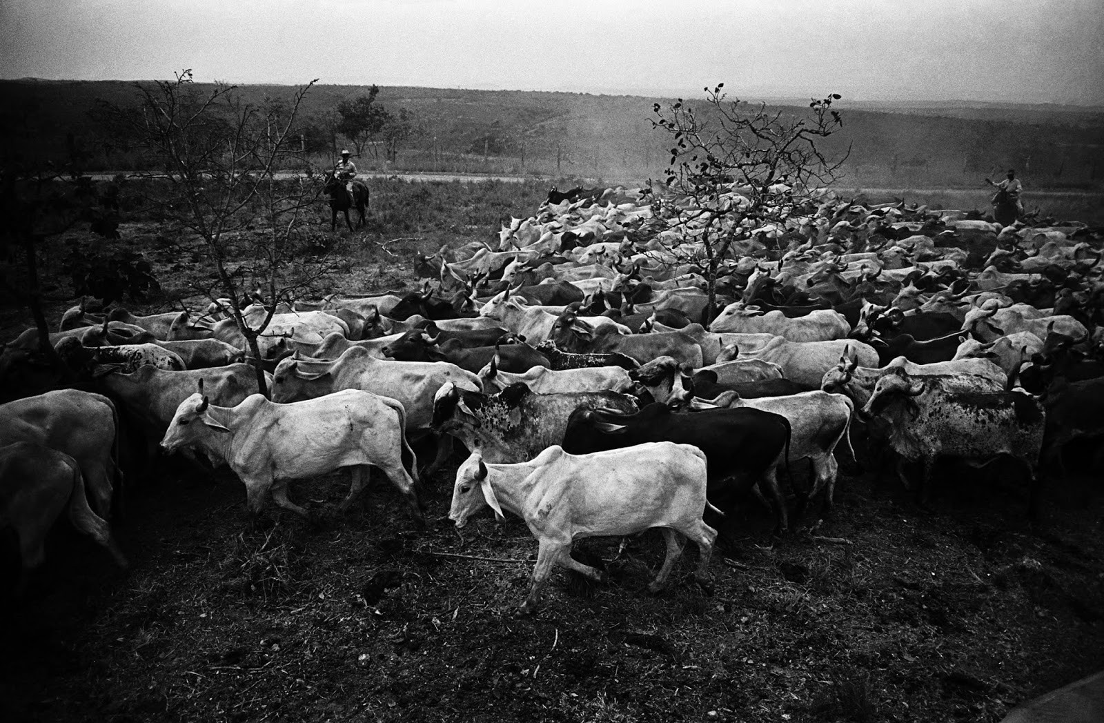Fotografia de Maureen Bisilliat. Boiada nos campos de Curvelo, Minas Gerais. 1963-1967 (Foto: Reprodução)