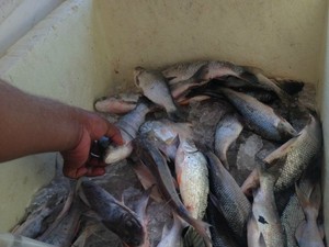 Peixes pescados e vendidos pelos pescadores no flutuante da colônia de pescadores (Foto: Ivanete Damasceno/G1)