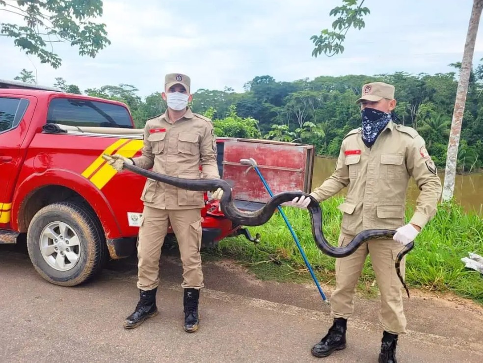 Bombeiros soltaram animal em um lago na BR-364 — Foto: Arquivo/Corpo de Bombeiros do Acre