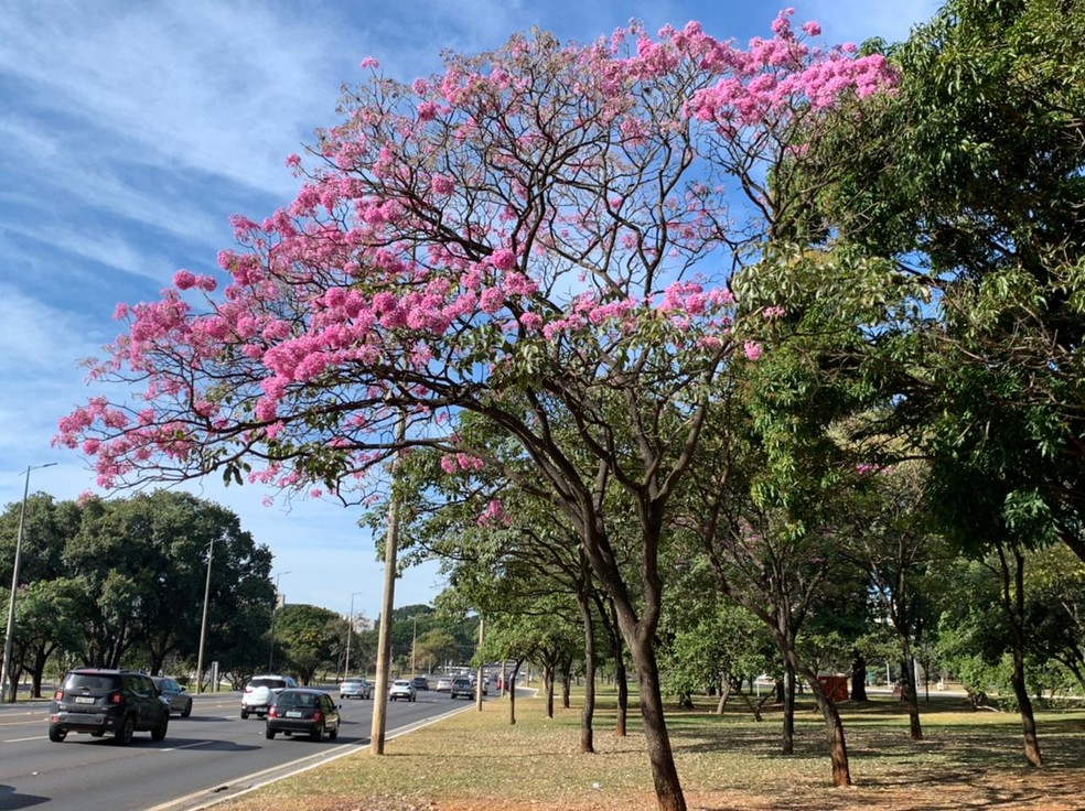 Ipê roxo na área central de Brasília, no DF — Foto: Brenda Ortiz/G1 DF
