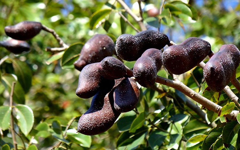 Fruto do jatobá na árvore  — Foto: Giselda Person/ TG