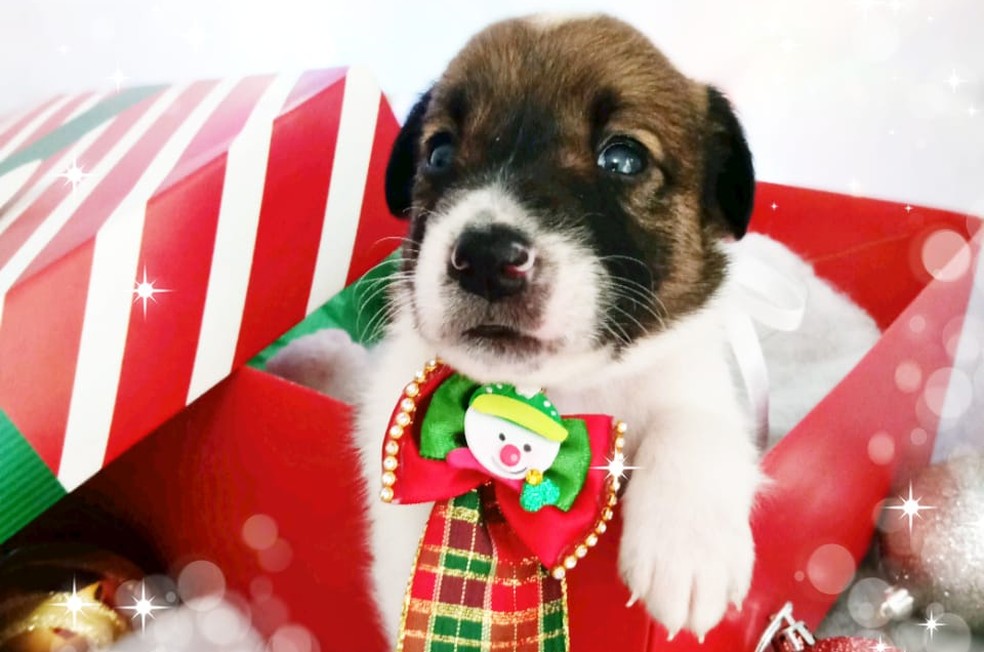 Cães posaram para fotos divulgadas nas redes sociais em ensaio de Natal, em Itapetininga (SP) — Foto: Jucimare Sol/Visual Pet